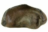 Fossil Whale Ear Bone - Miocene #69677-1